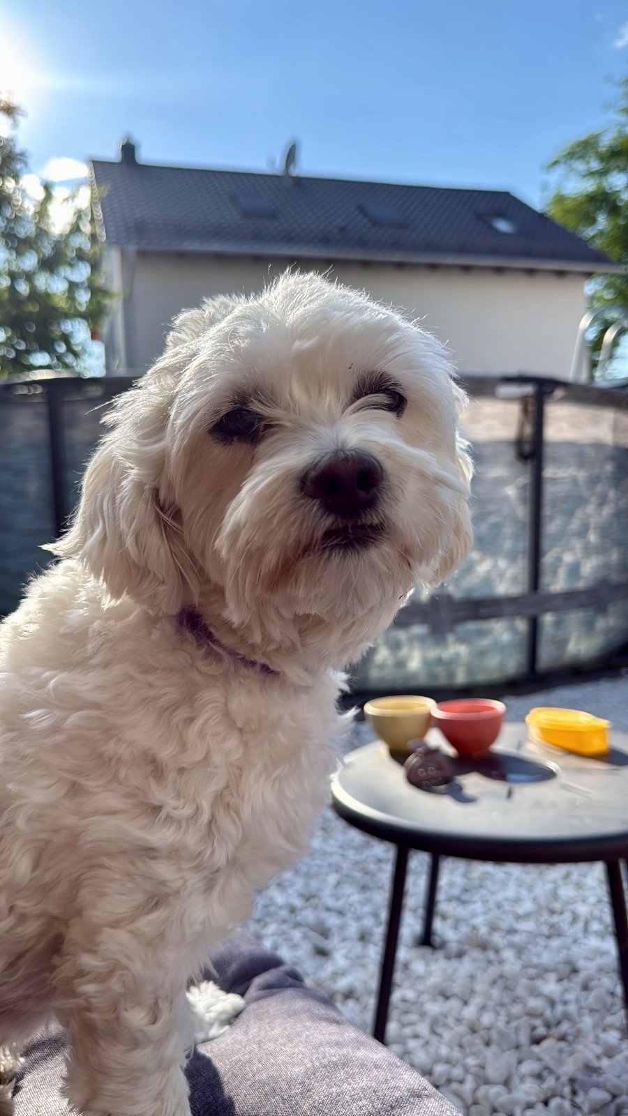 Kayıp Köpek — Pamuk (Polatlı, Ankara) — 2. fotoğraf