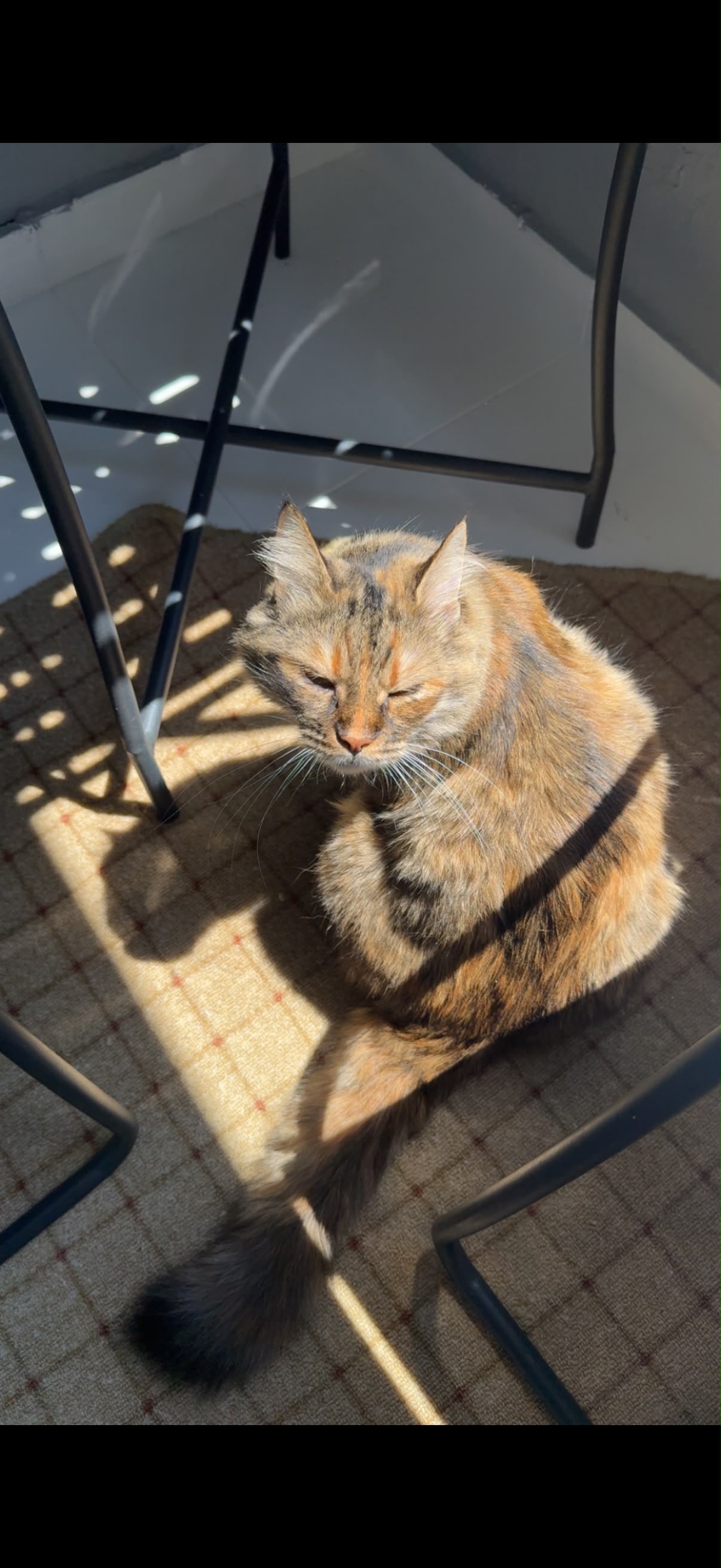 Kayıp Kedi — Lokum (Osmangazi, Bursa)
