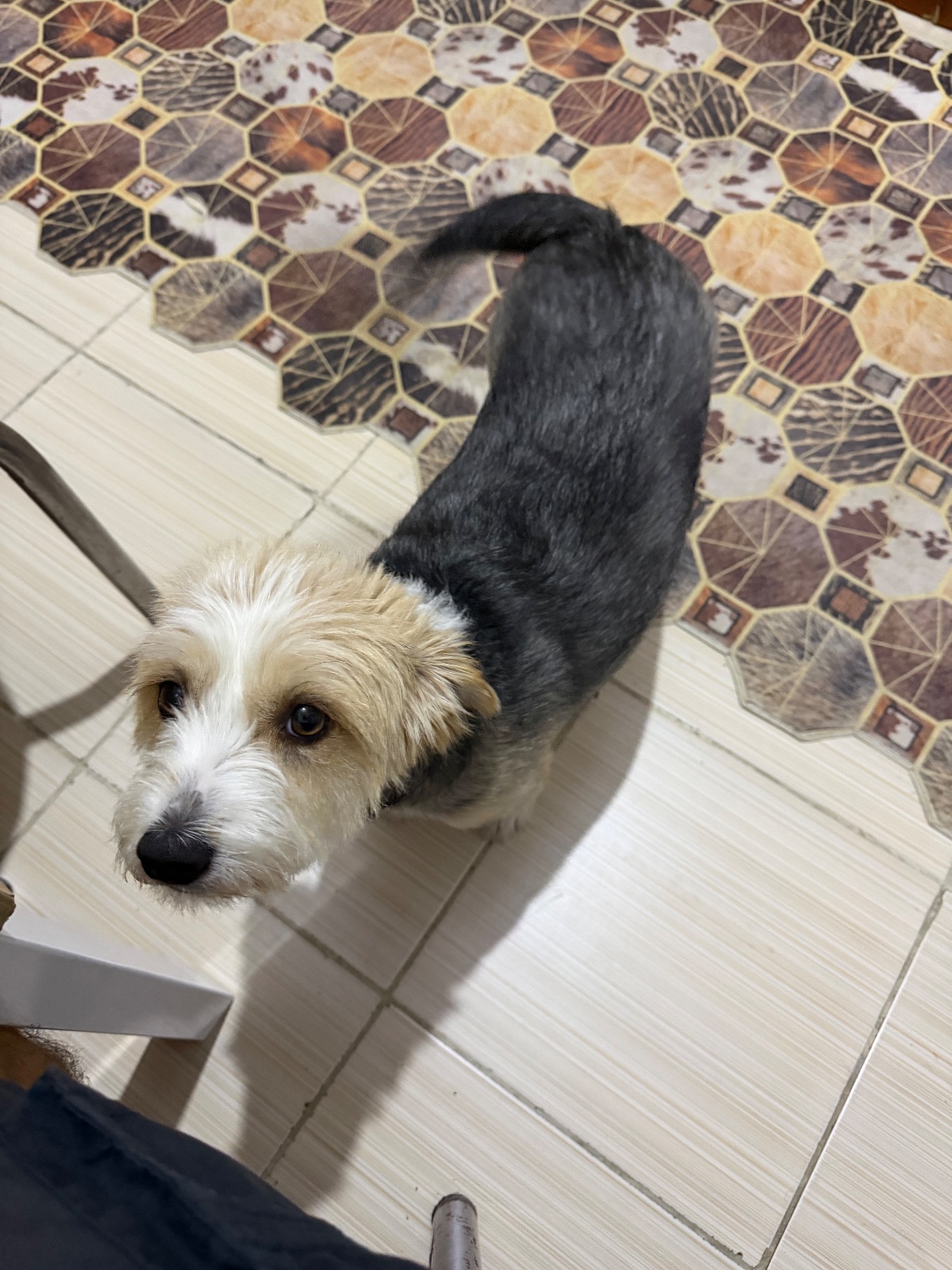 Kayıp Köpek — Meggi (Bornova, İzmir)