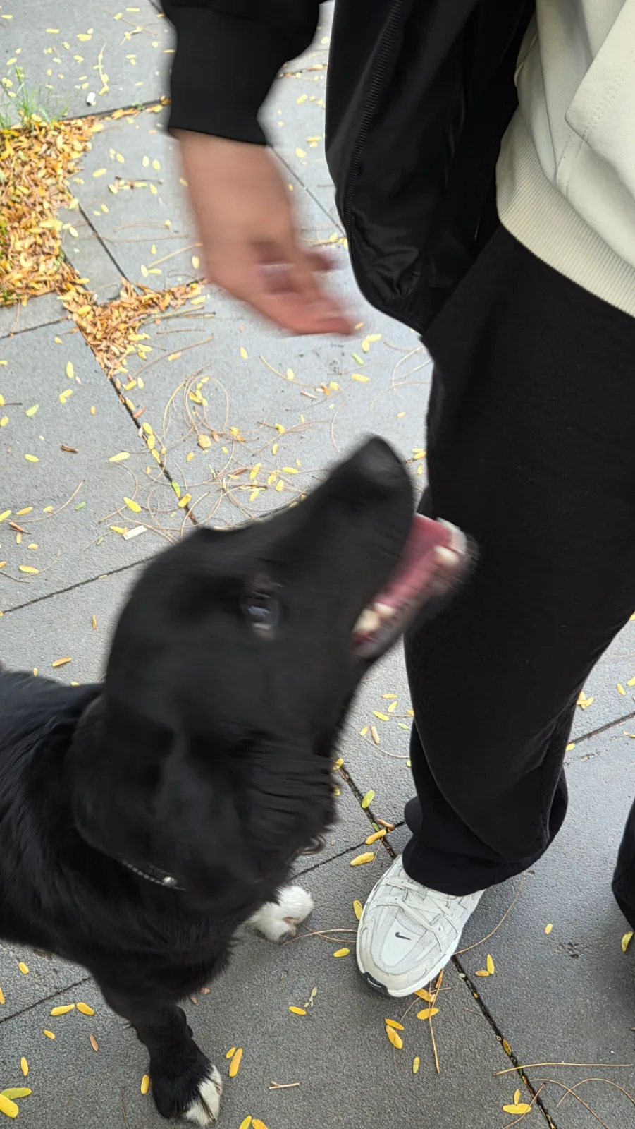 Kartal'de köpek bulundu — sahibi aranıyor (İstanbul) — 2. fotoğraf