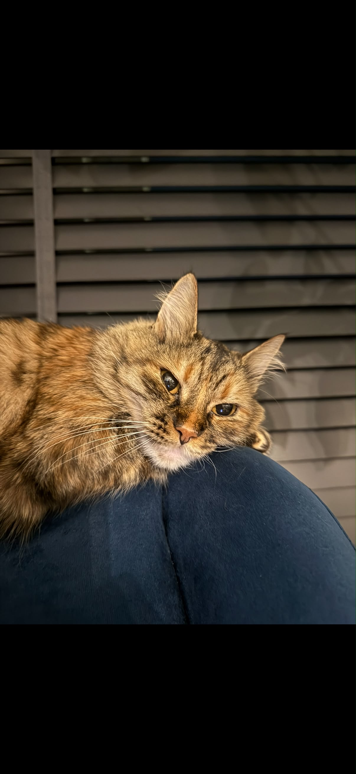 Kayıp Kedi — Lokum (Osmangazi, Bursa)