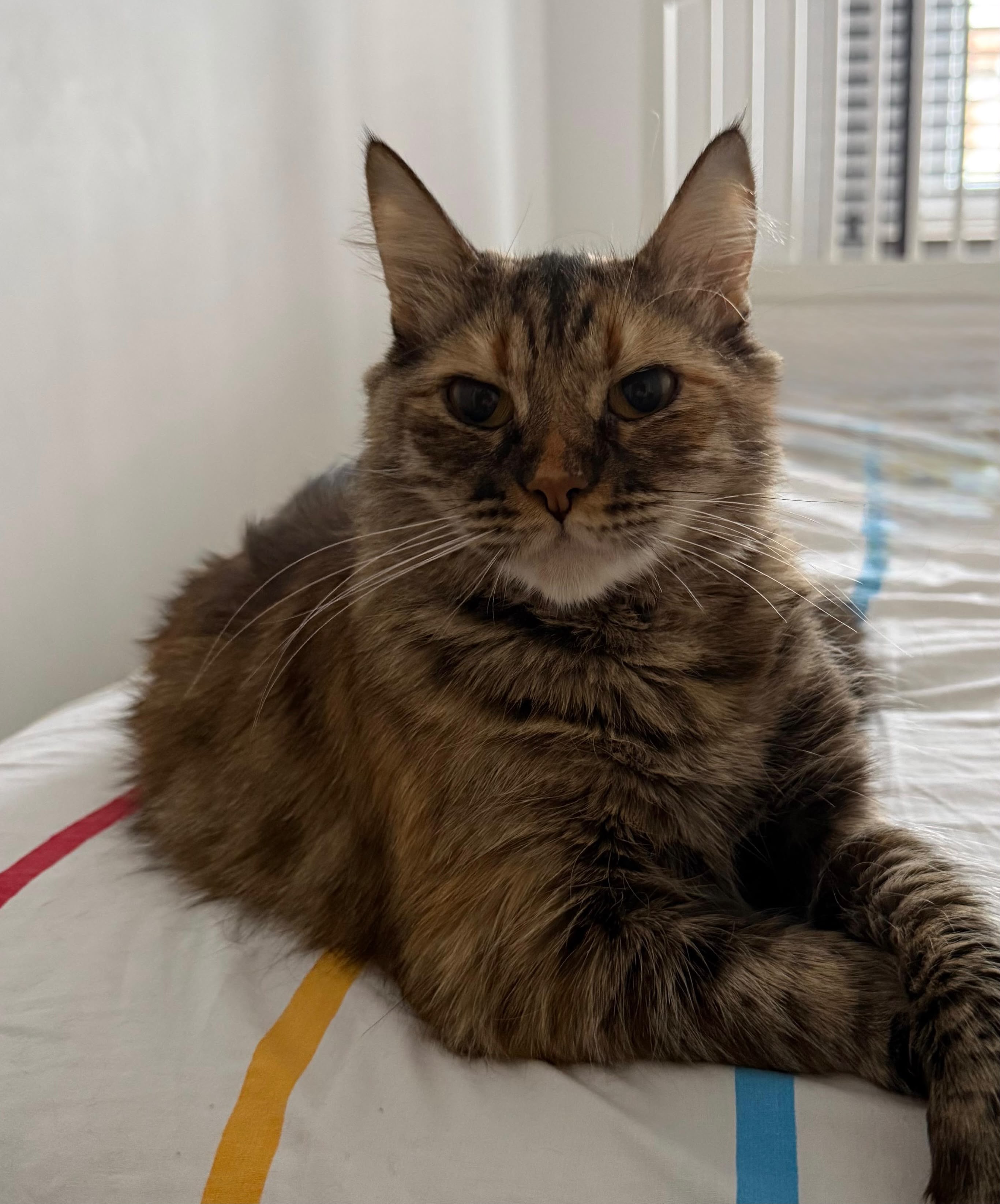 Kayıp Kedi — Lokum (Osmangazi, Bursa)
