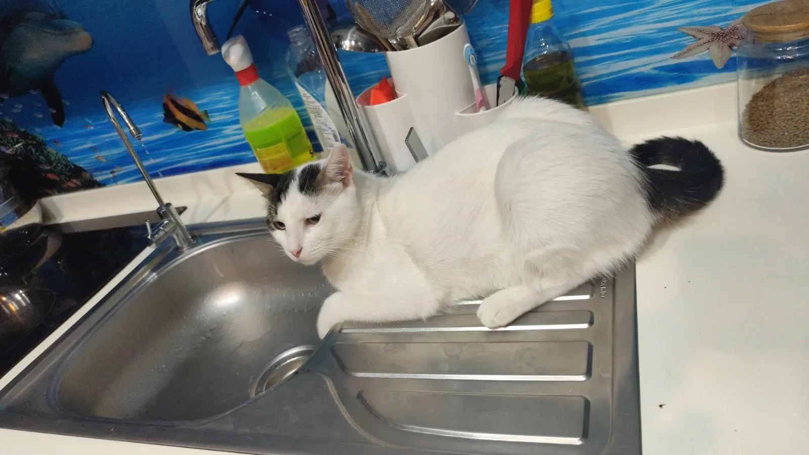 Kayıp Kedi — MÜDÜR (Çiğli, İzmir) — 3. fotoğraf