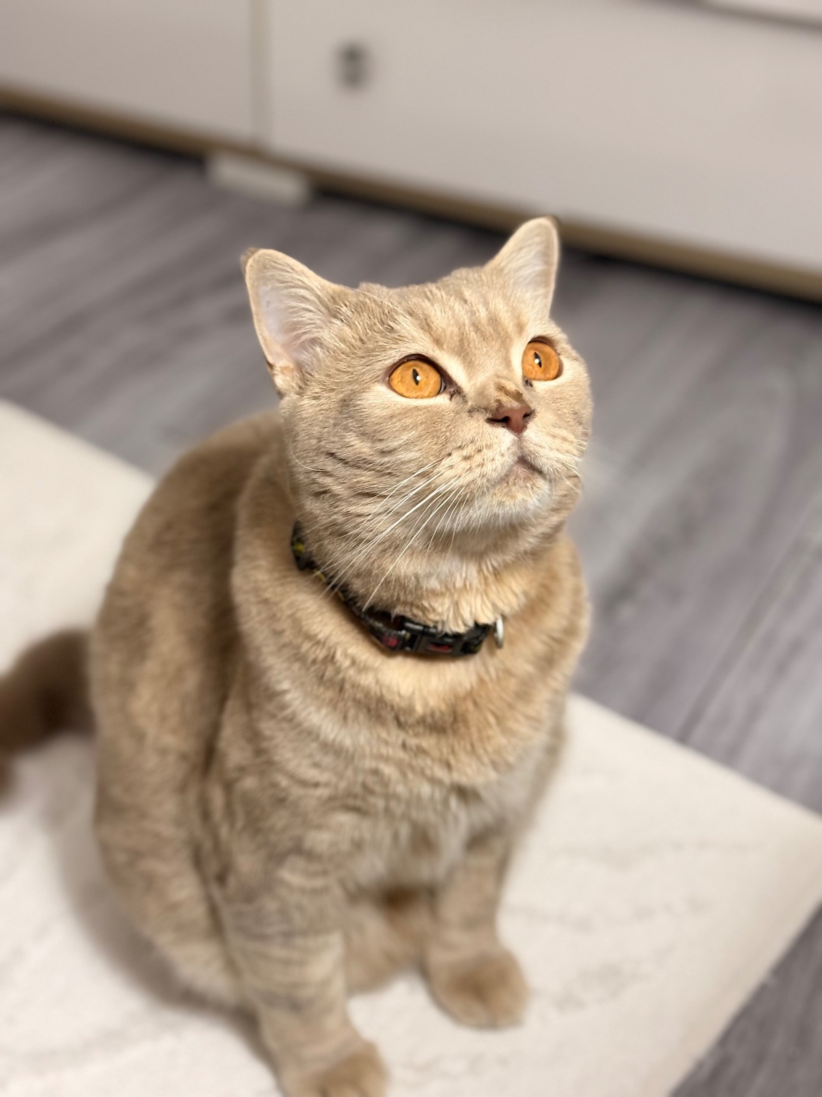 Kayıp Kedi — Miko (Güngören, İstanbul) — 2. fotoğraf