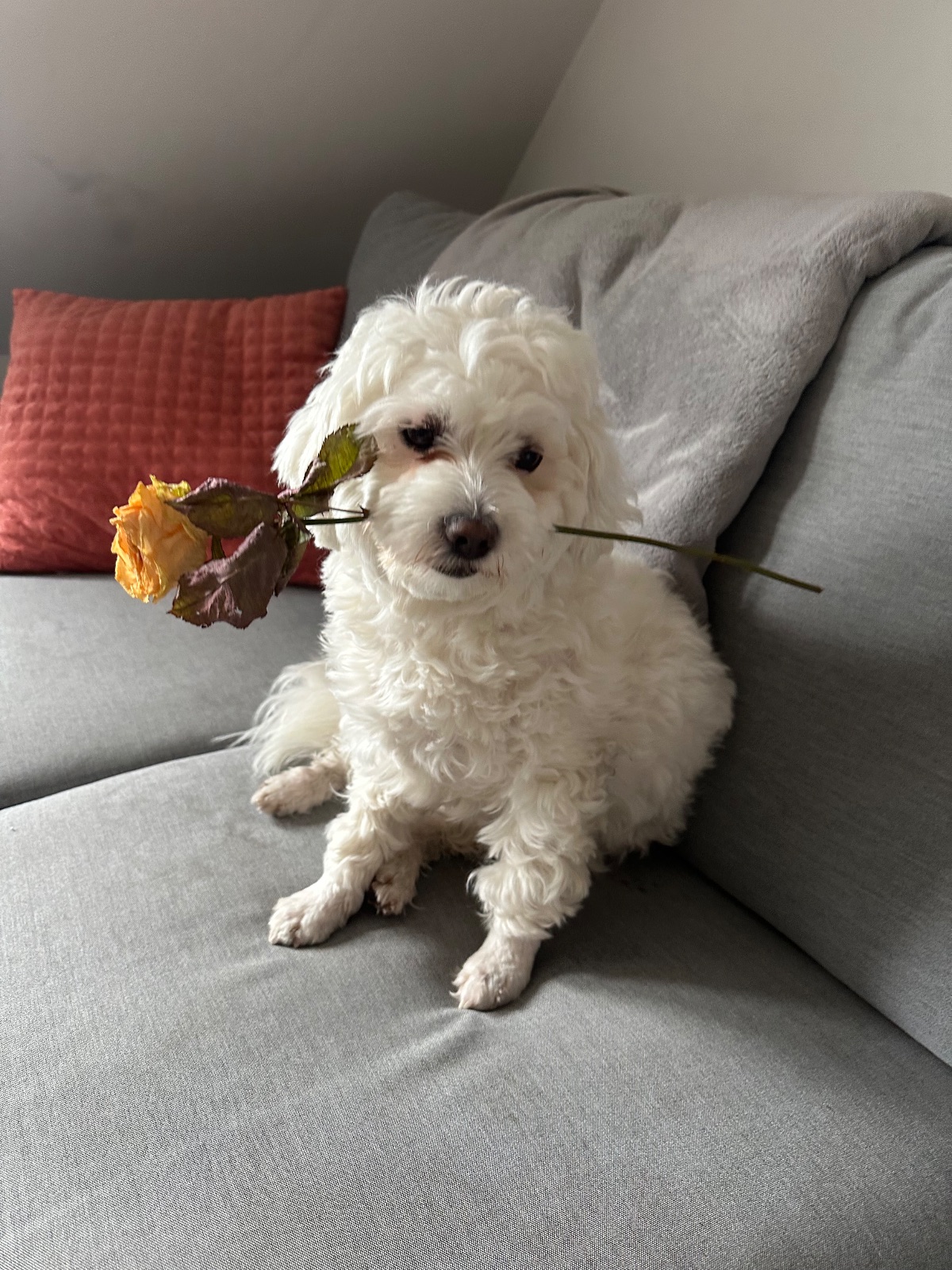 Kayıp Köpek — Pamuk (Polatlı, Ankara) — 4. fotoğraf