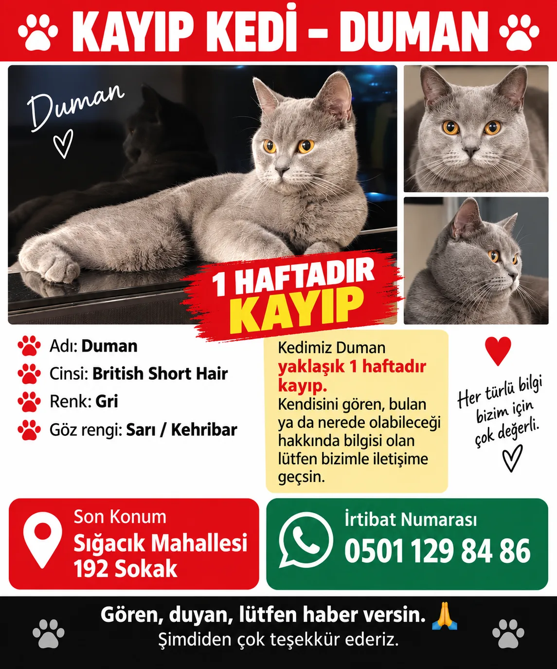 Kayıp Kedi — Duman (Seferihisar, İzmir)