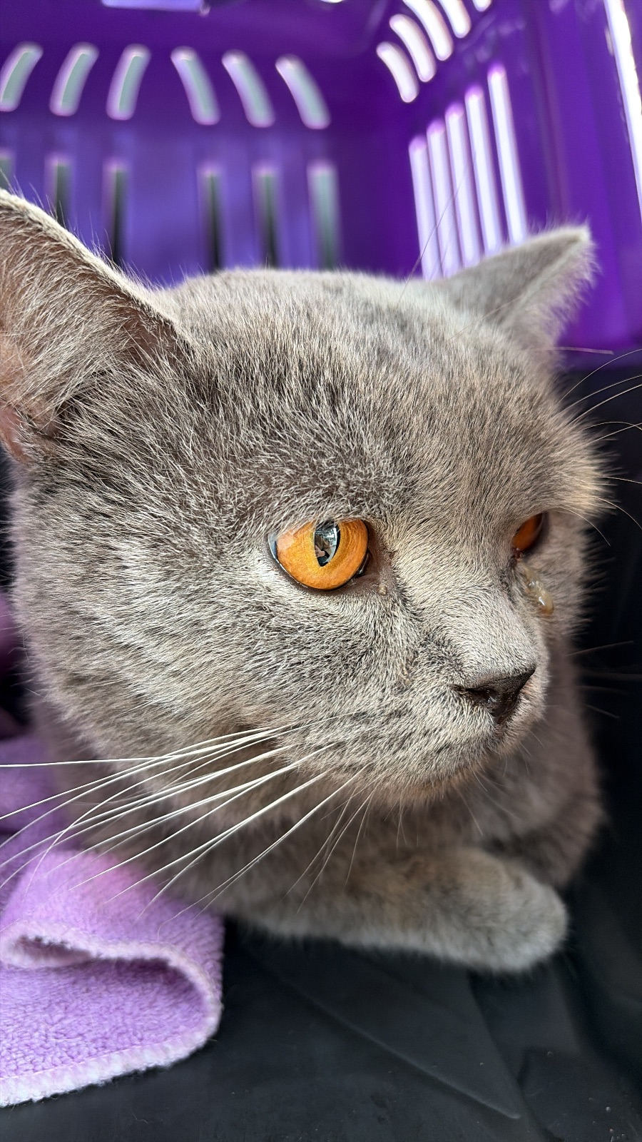 Sultanbeyli'de kedi bulundu — sahibi aranıyor (İstanbul) — 1. fotoğraf