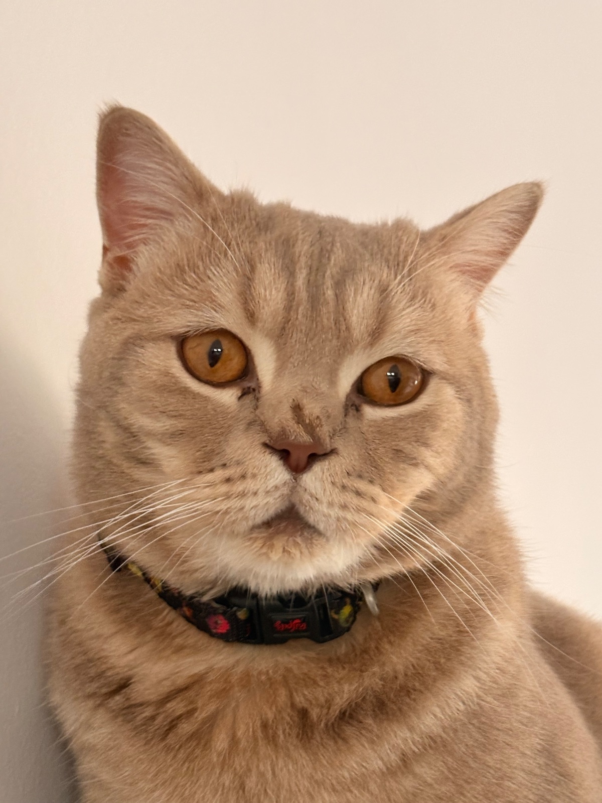 Kayıp Kedi — Miko (Güngören, İstanbul) — 3. fotoğraf