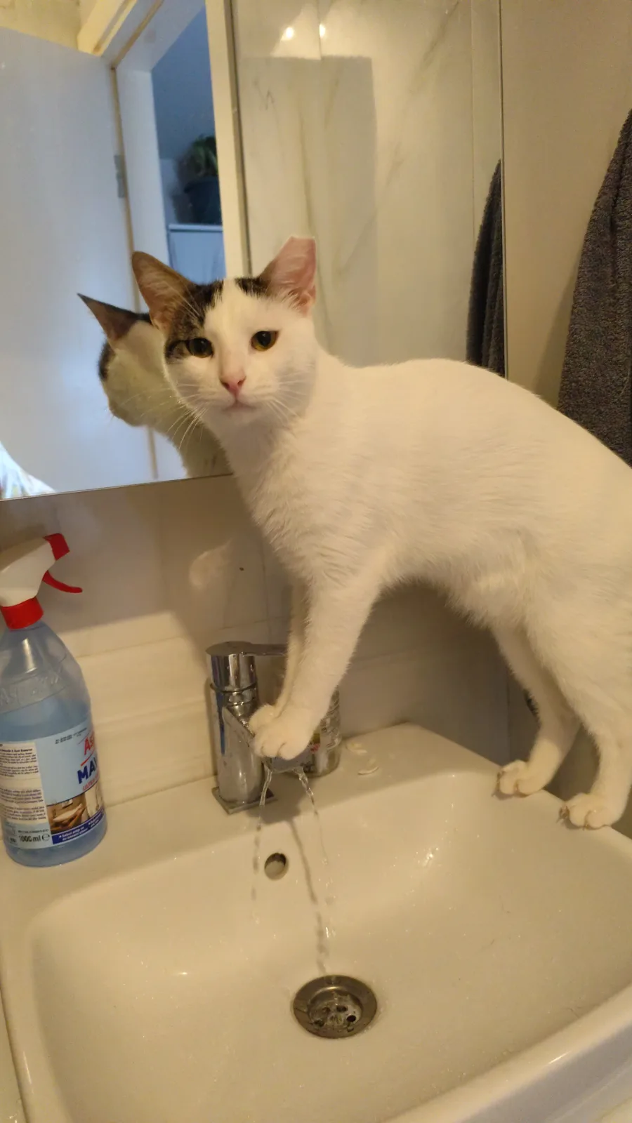 Kayıp Kedi — MÜDÜR (Çiğli, İzmir)