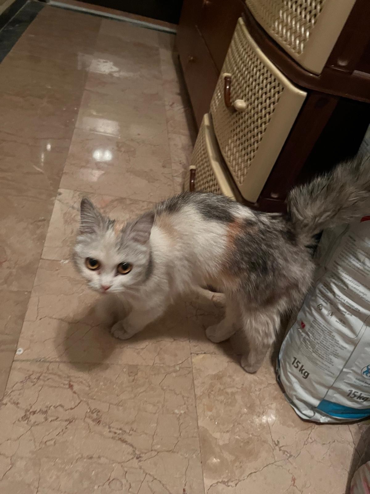Esenyurt'de kedi bulundu — sahibi aranıyor (İstanbul) — 2. fotoğraf