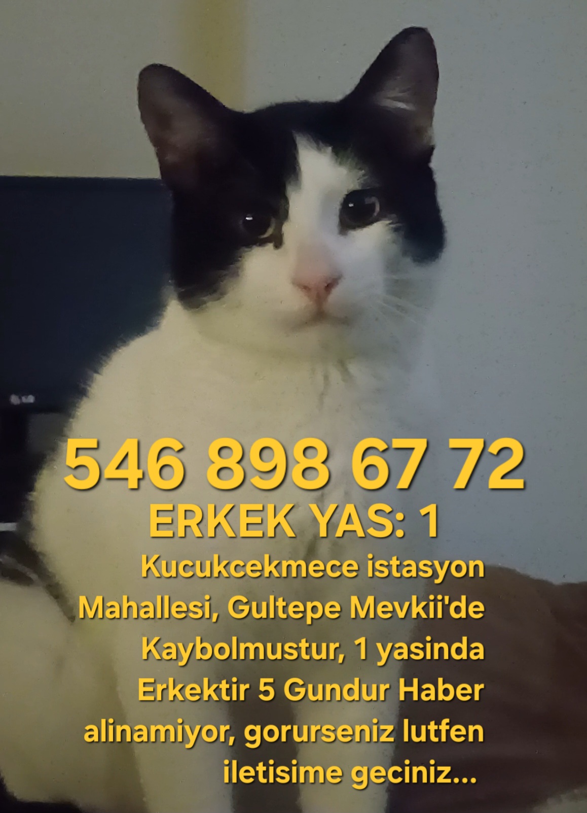 Kayıp Kedi — MIRMIR (Küçükçekmece, İstanbul)