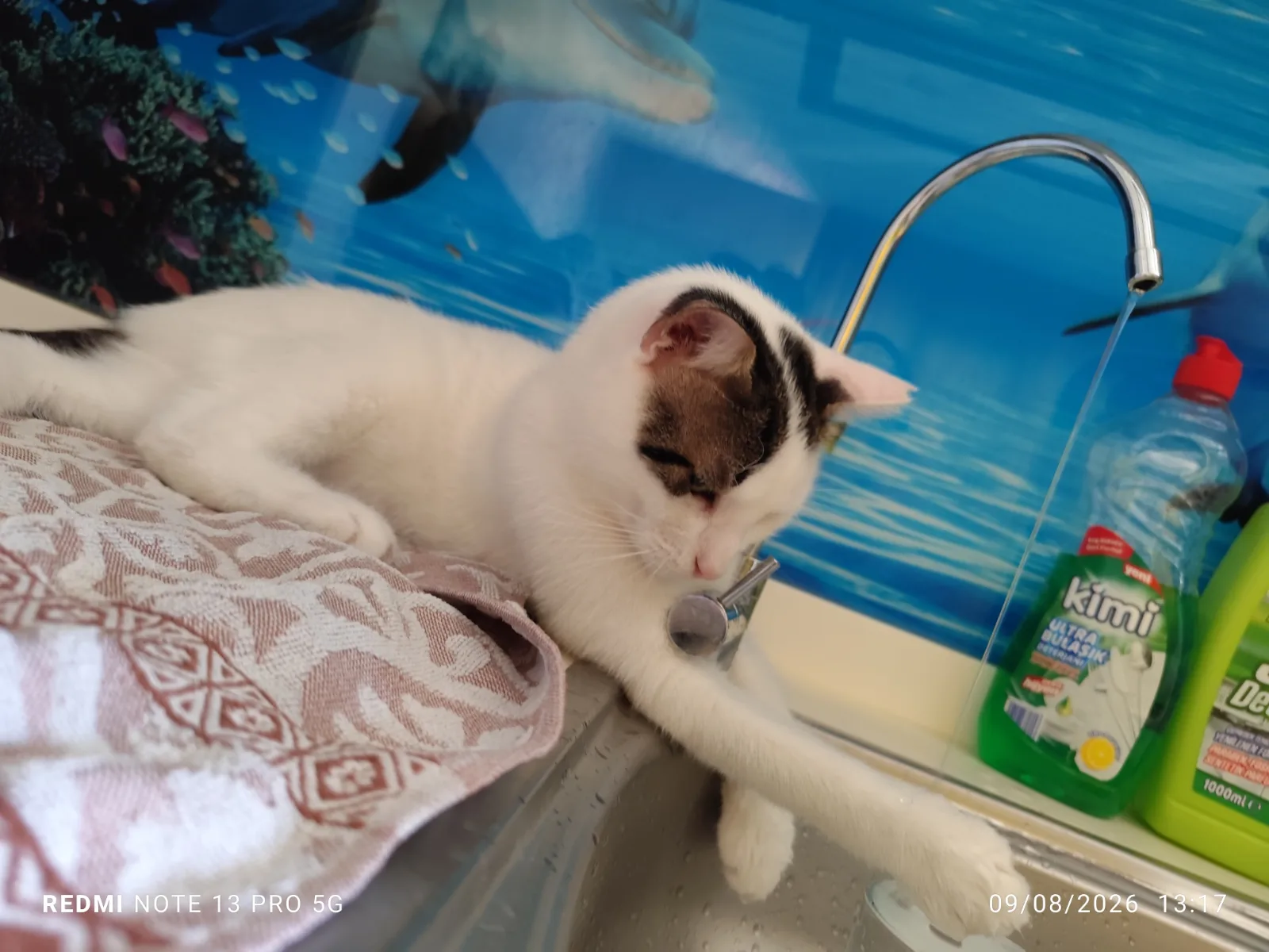 Kayıp Kedi — MÜDÜR (Çiğli, İzmir) — 2. fotoğraf