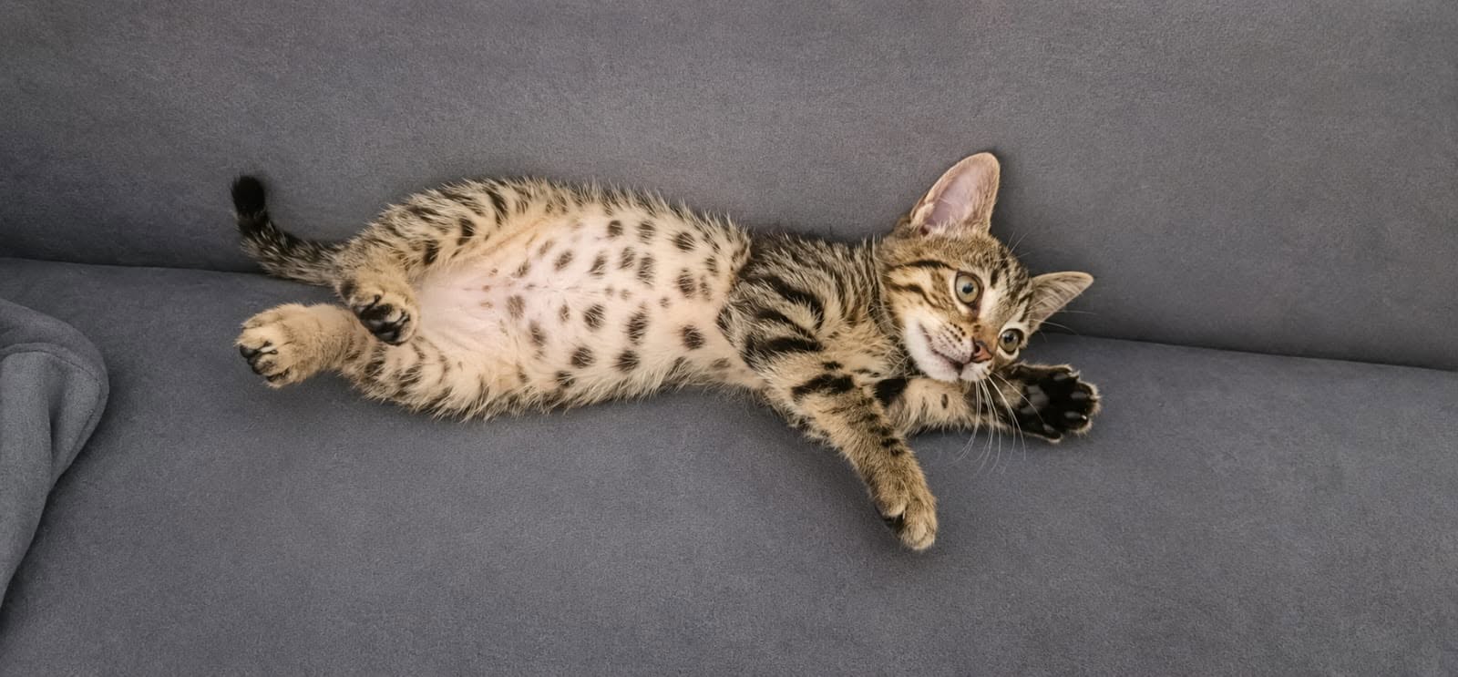 Kayıp Kedi — Lucy (Bayrampaşa, İstanbul) — 4. fotoğraf