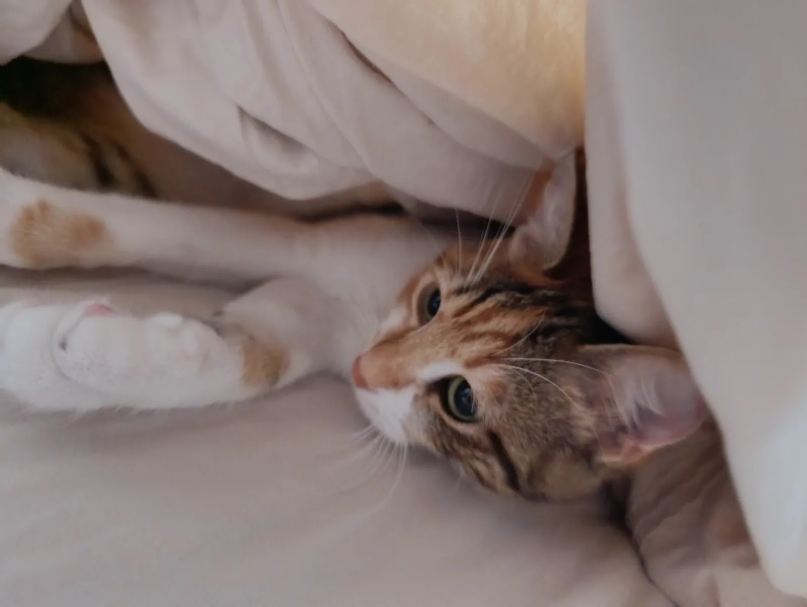 Kayıp Kedi — Miya (Küçükçekmece, İstanbul) — 2. fotoğraf