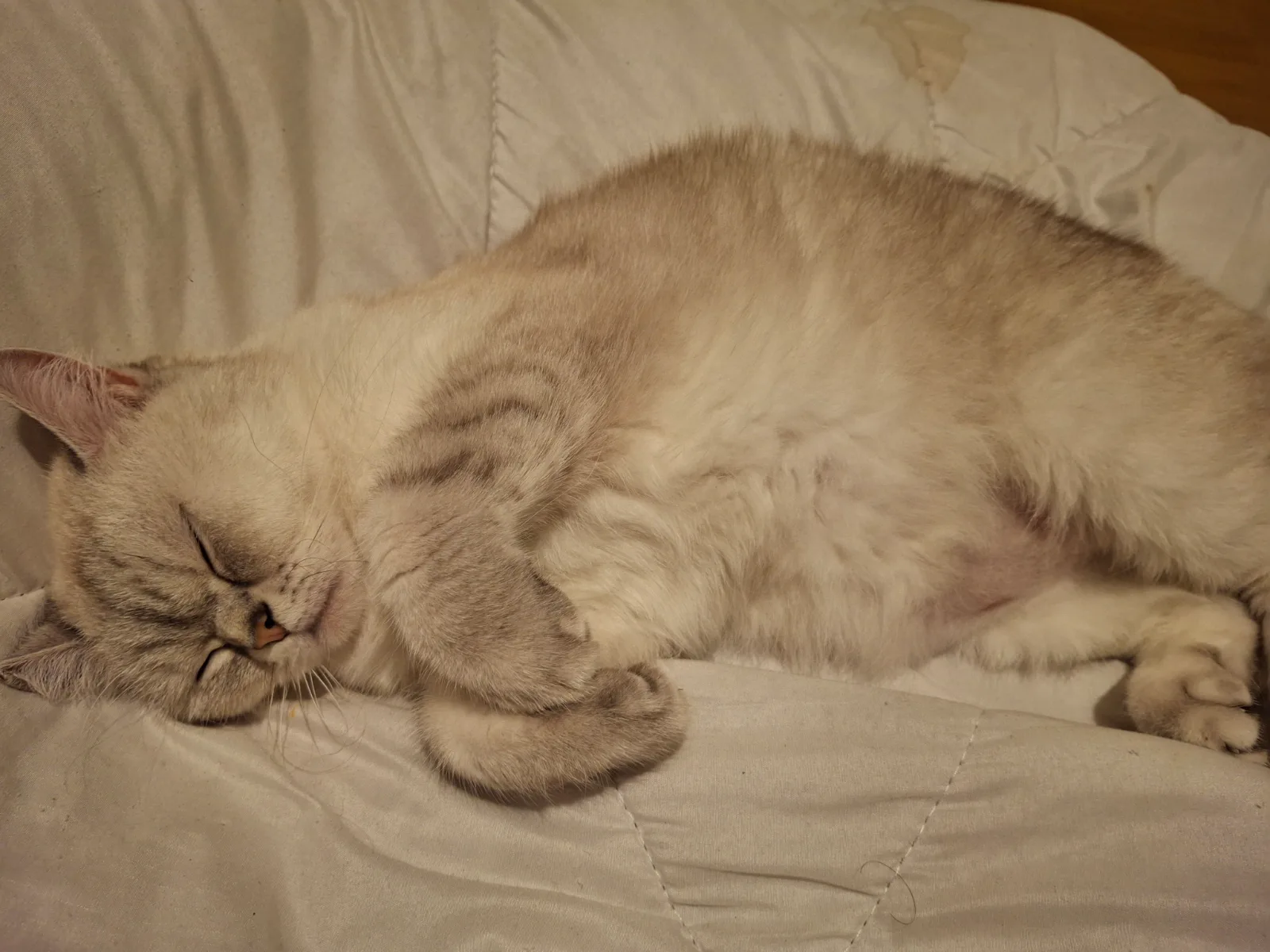 Sancaktepe'de kedi bulundu — sahibi aranıyor (İstanbul) — 3. fotoğraf