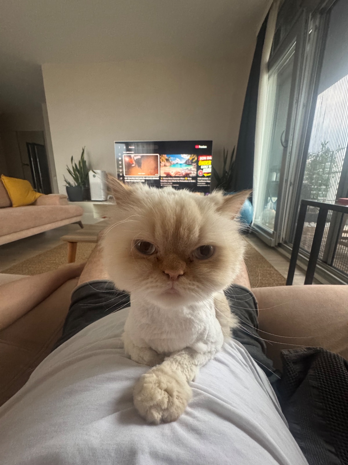 Kayıp Kedi — Yuki (Çankaya, Ankara) — 2. fotoğraf