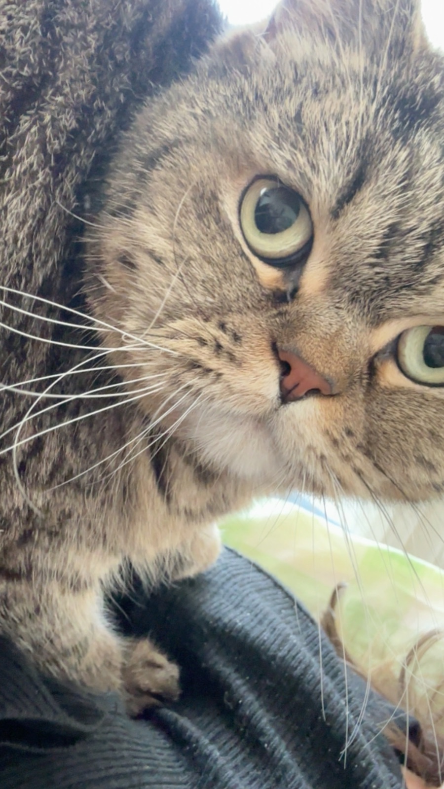 Kayıp Kedi — Şapşik (Büyükçekmece, İstanbul) — 5. fotoğraf