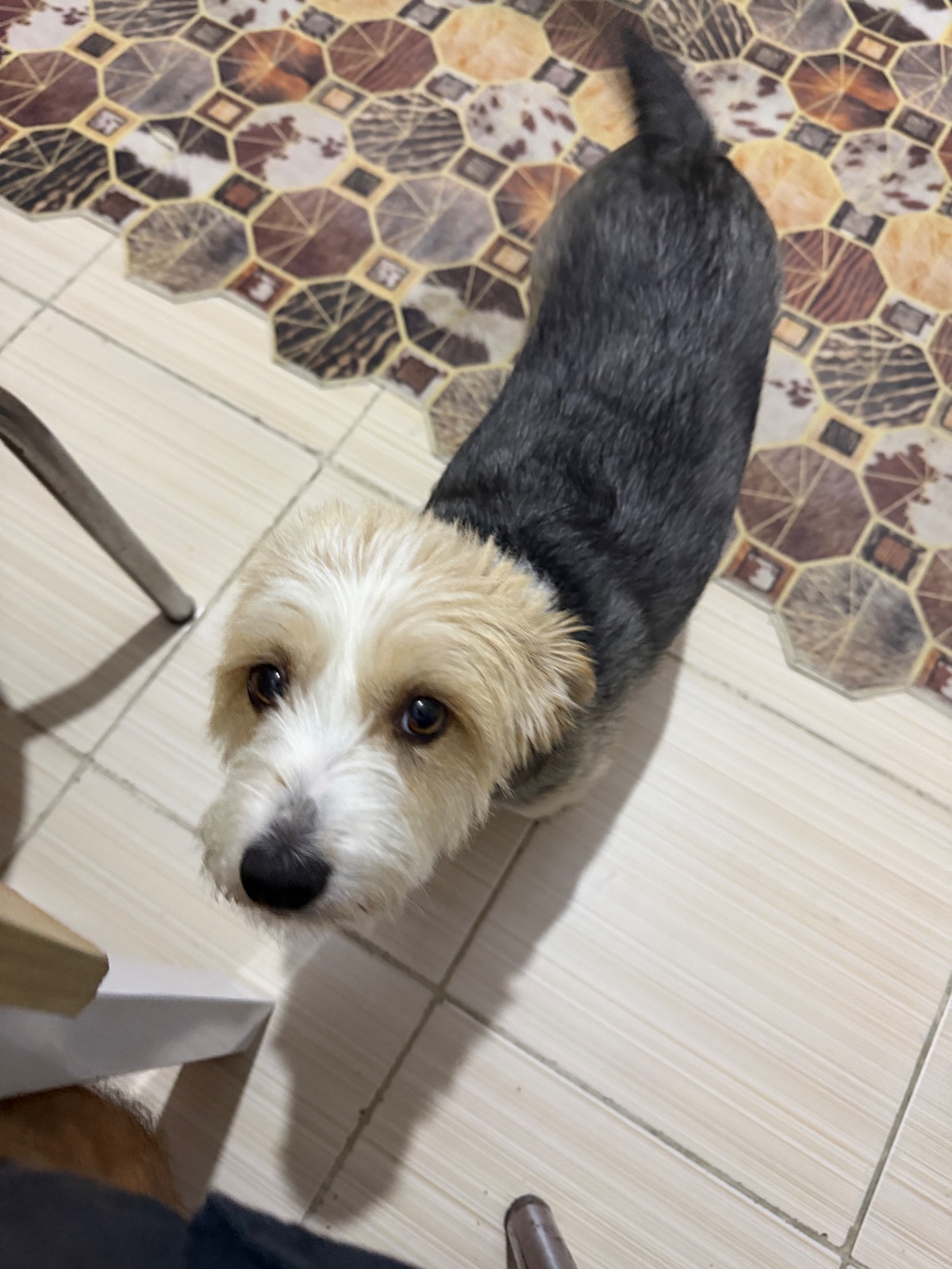 Kayıp Köpek — Meggi (Bornova, İzmir) — 4. fotoğraf
