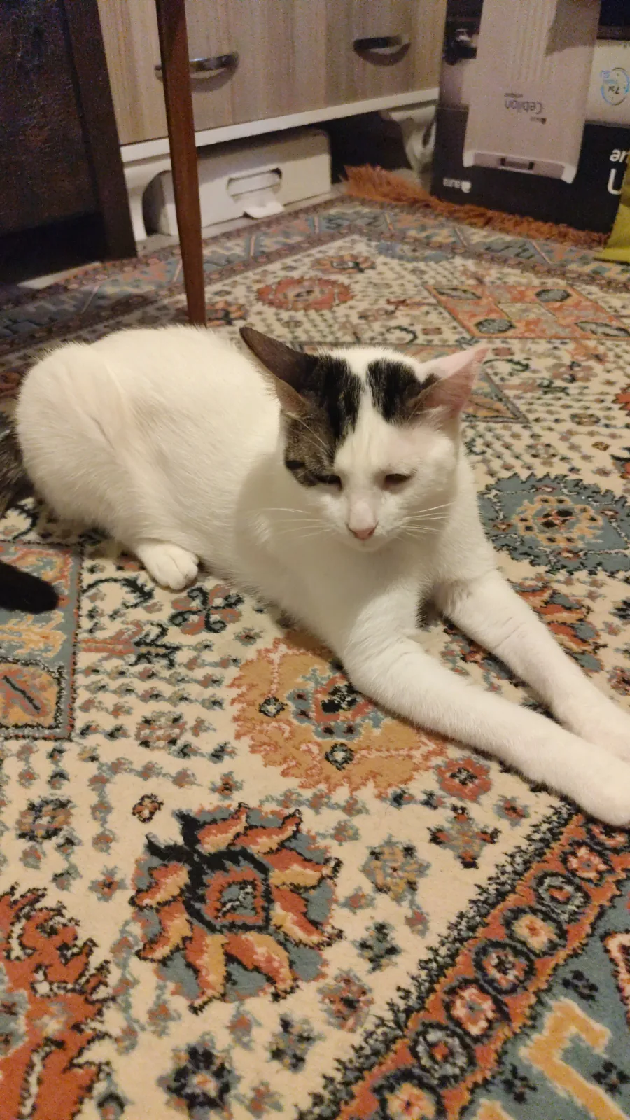 Kayıp Kedi — MÜDÜR (Çiğli, İzmir) — 4. fotoğraf