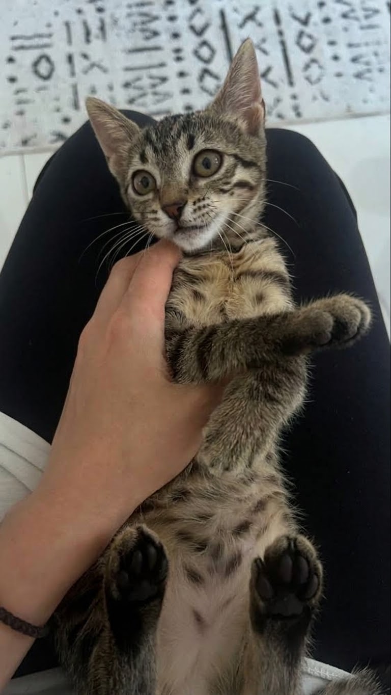 Kayıp Kedi — Lucy (Bayrampaşa, İstanbul) — 3. fotoğraf