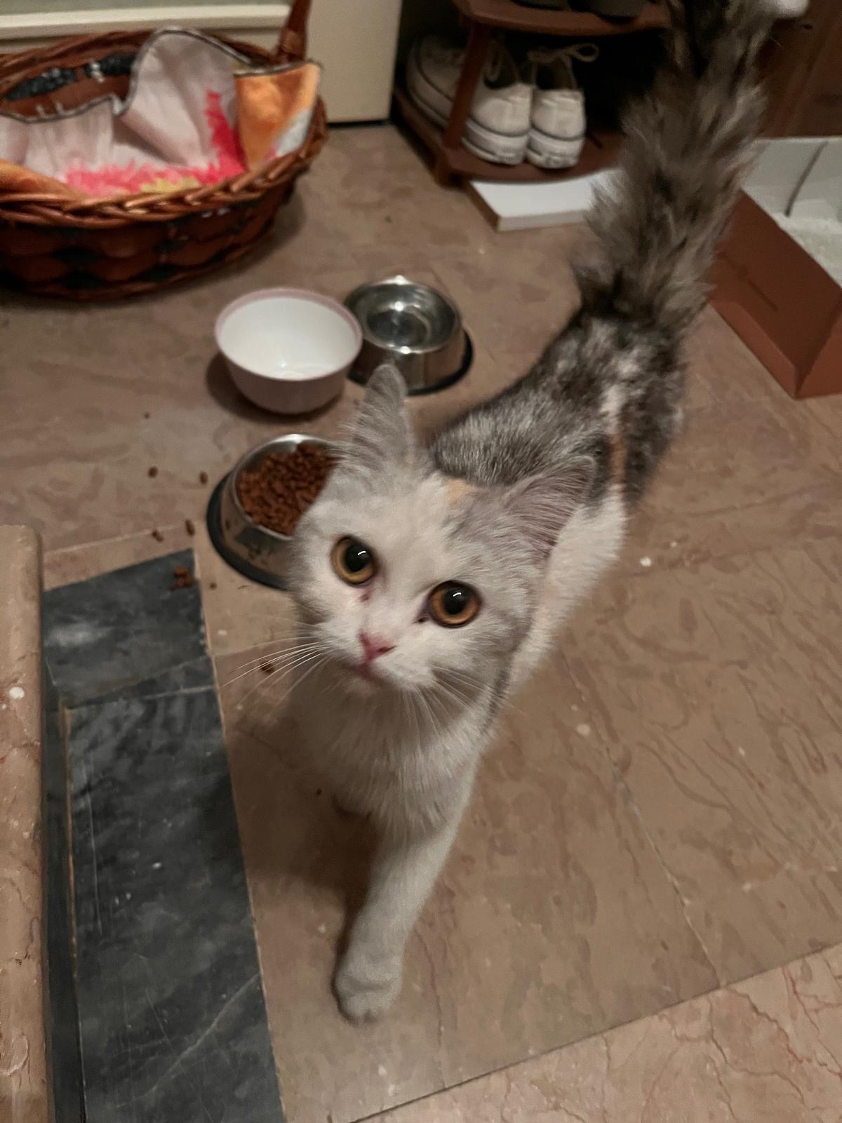 Esenyurt'de kedi bulundu — sahibi aranıyor (İstanbul)