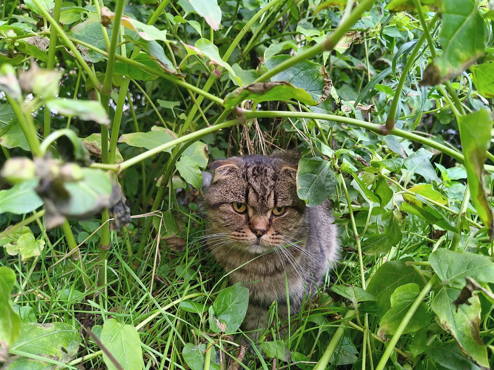 Çerkezköy'de kedi bulundu — sahibi aranıyor (Tekirdağ) — 1. fotoğraf