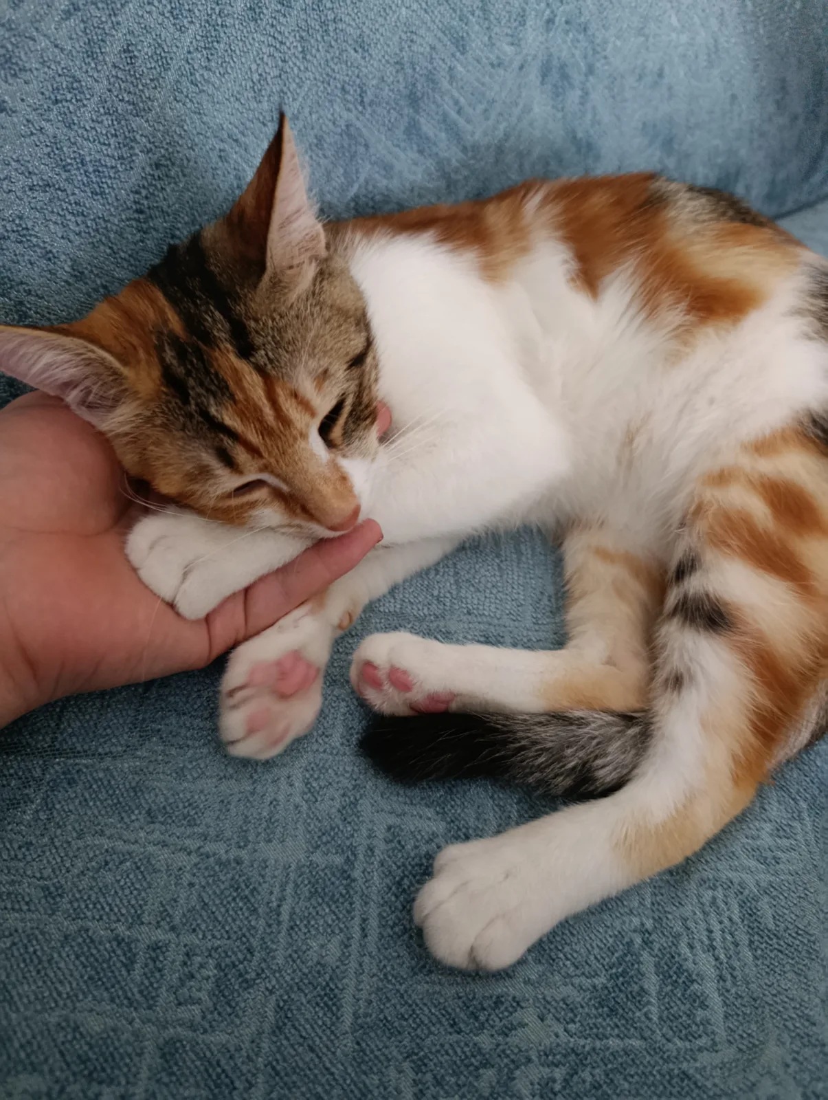 Kayıp Kedi — Miya (Küçükçekmece, İstanbul) — 3. fotoğraf