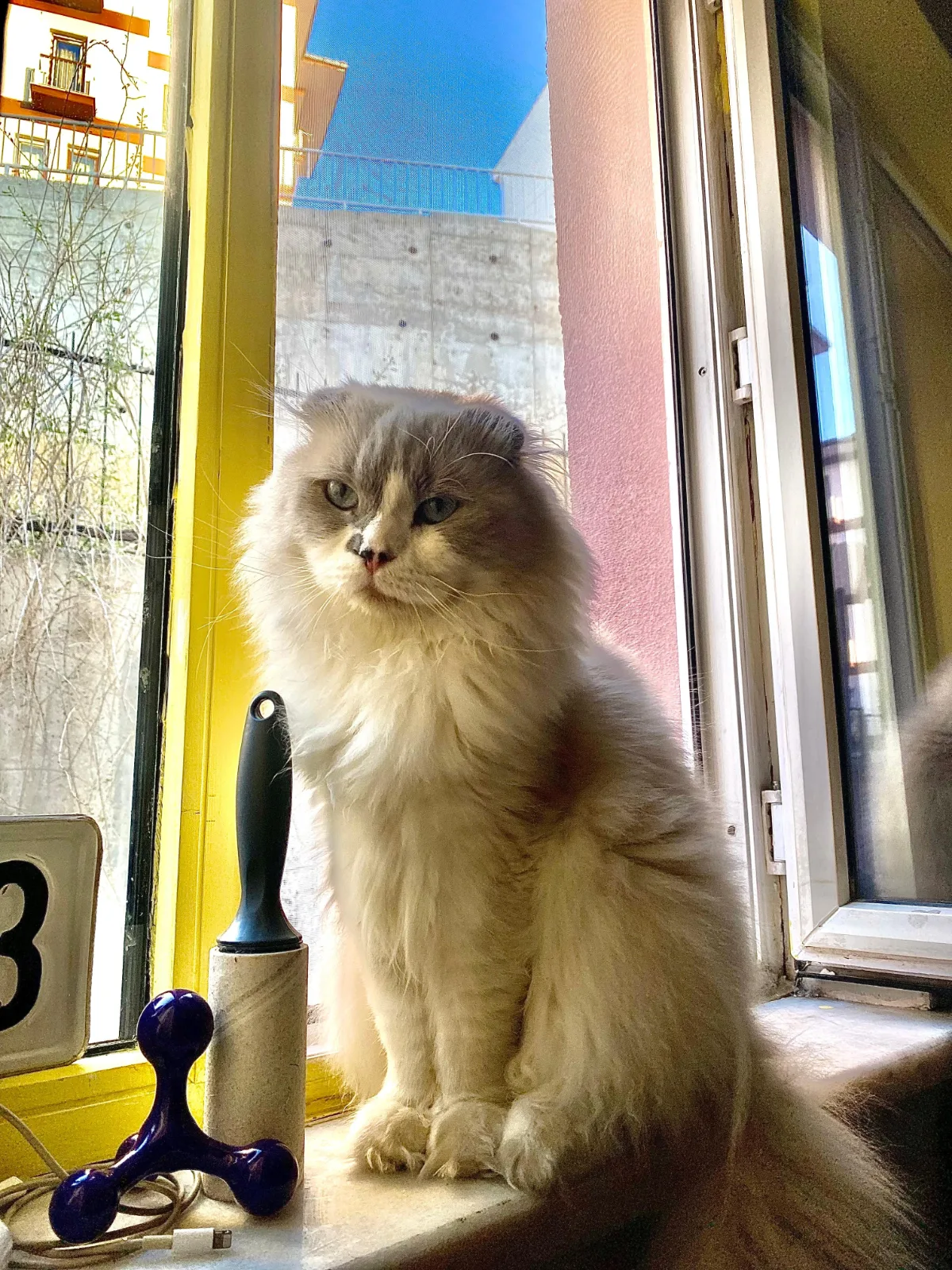 Kayıp Kedi — Pamuk (Nilüfer, Bursa) — 4. fotoğraf