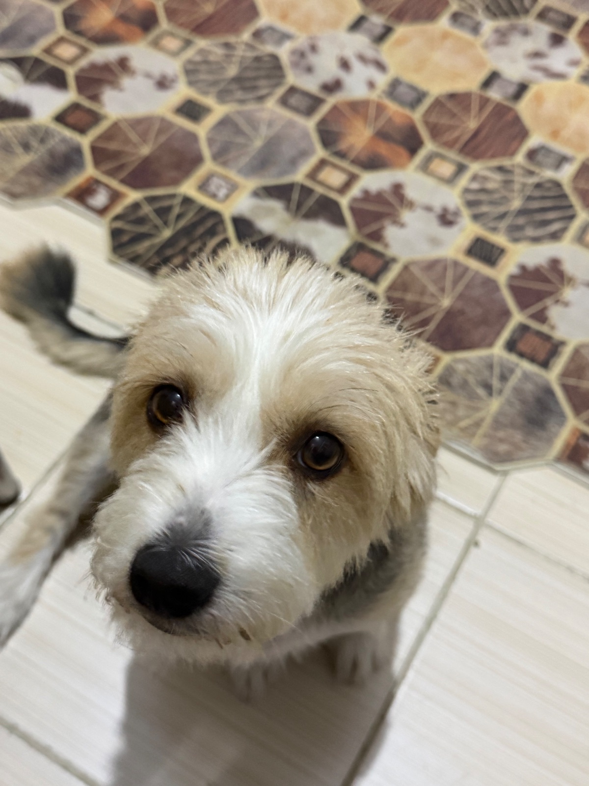 Kayıp Köpek — Meggi (Bornova, İzmir) — 3. fotoğraf