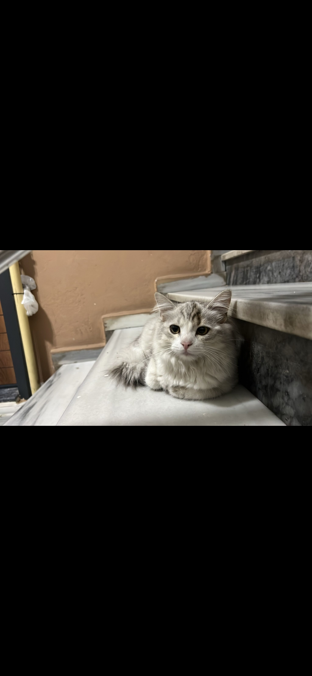 Merkez'de kedi bulundu — sahibi aranıyor (Rize)