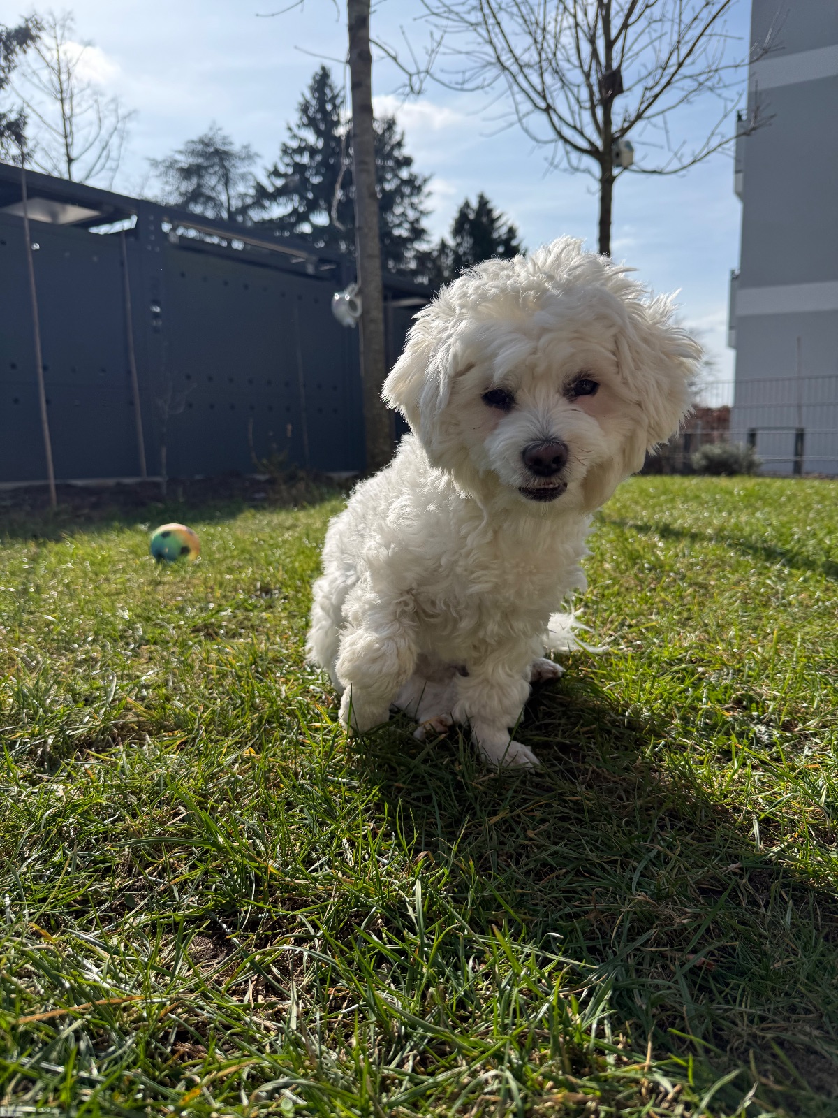Kayıp Köpek — Pamuk (Polatlı, Ankara) — 3. fotoğraf