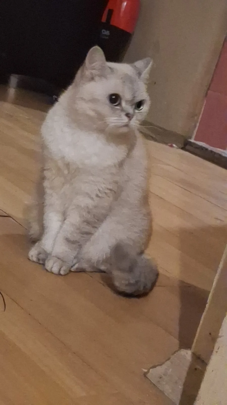 Sancaktepe'de kedi bulundu — sahibi aranıyor (İstanbul) — 4. fotoğraf