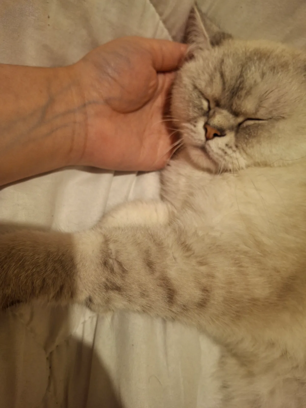 Sancaktepe'de kedi bulundu — sahibi aranıyor (İstanbul) — 2. fotoğraf