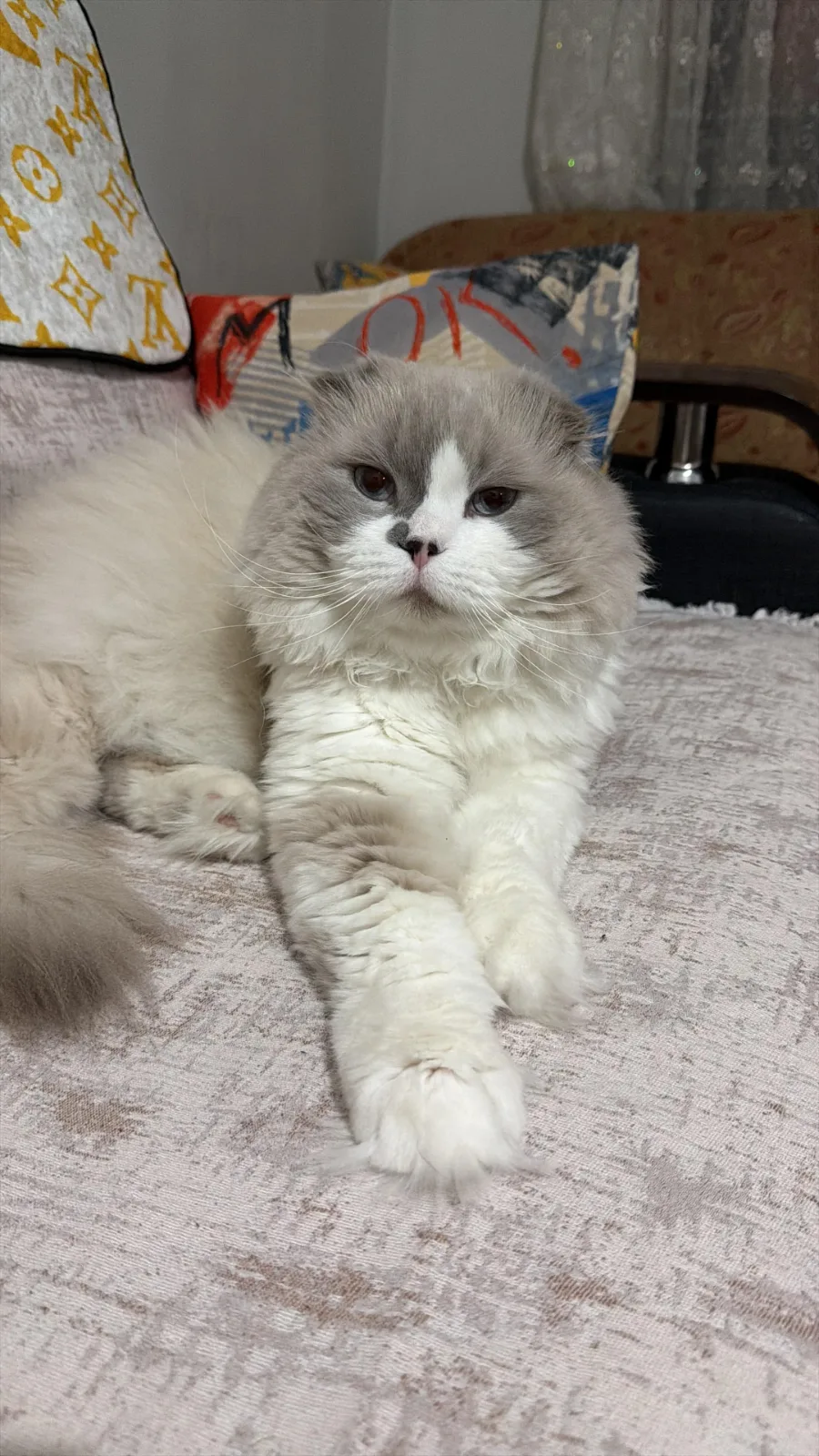 Kayıp Kedi — Pamuk (Nilüfer, Bursa) — 2. fotoğraf