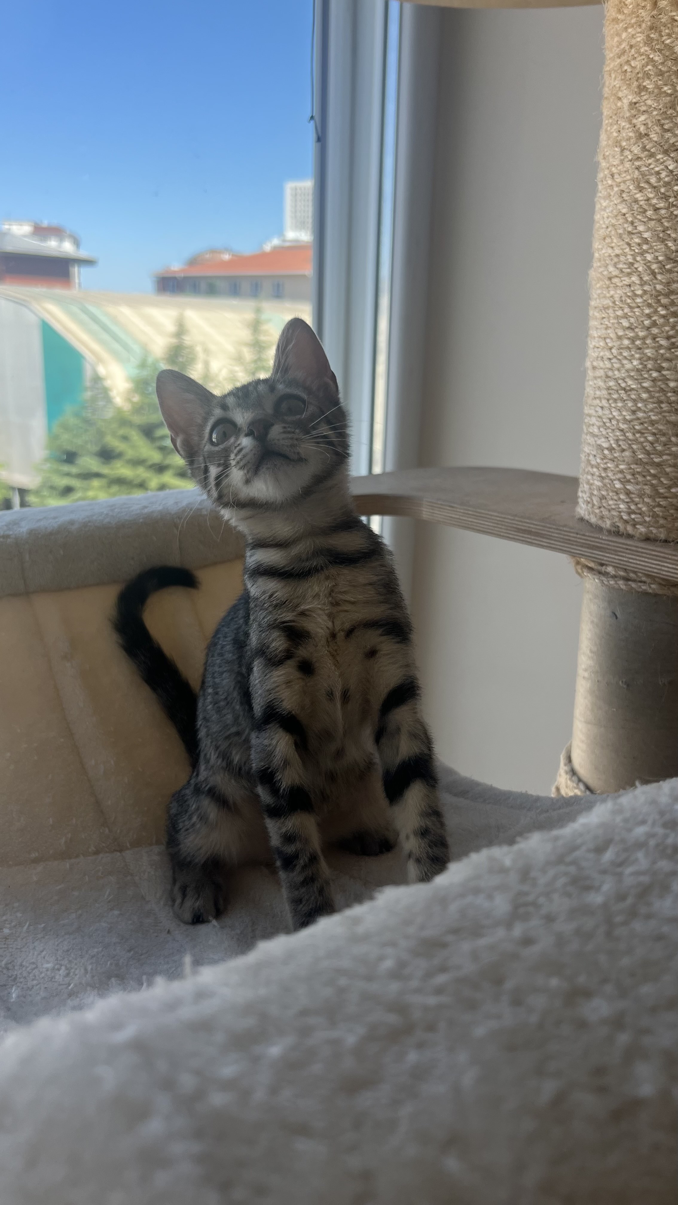 Kayıp Kedi — Lucy (Bayrampaşa, İstanbul) — 2. fotoğraf