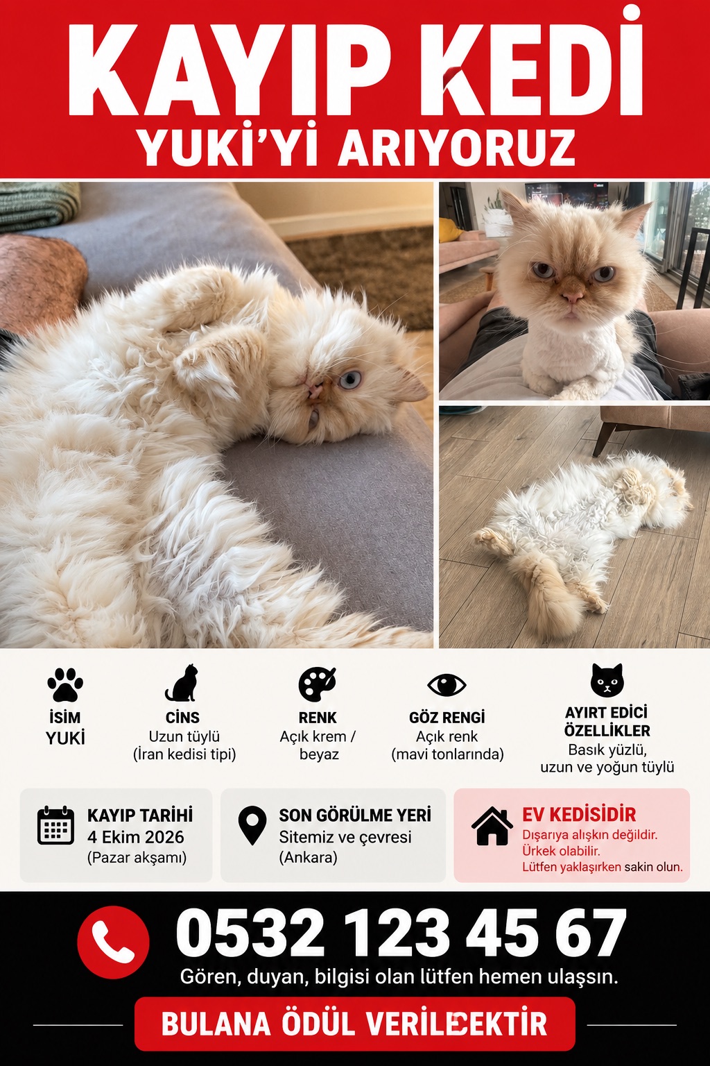Kayıp Kedi — Yuki (Çankaya, Ankara)