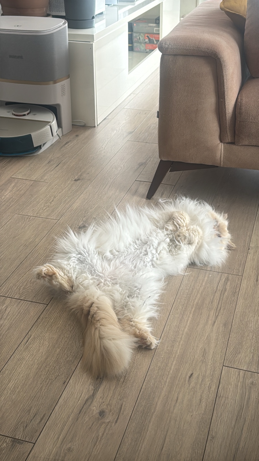 Kayıp Kedi — Yuki (Çankaya, Ankara) — 3. fotoğraf