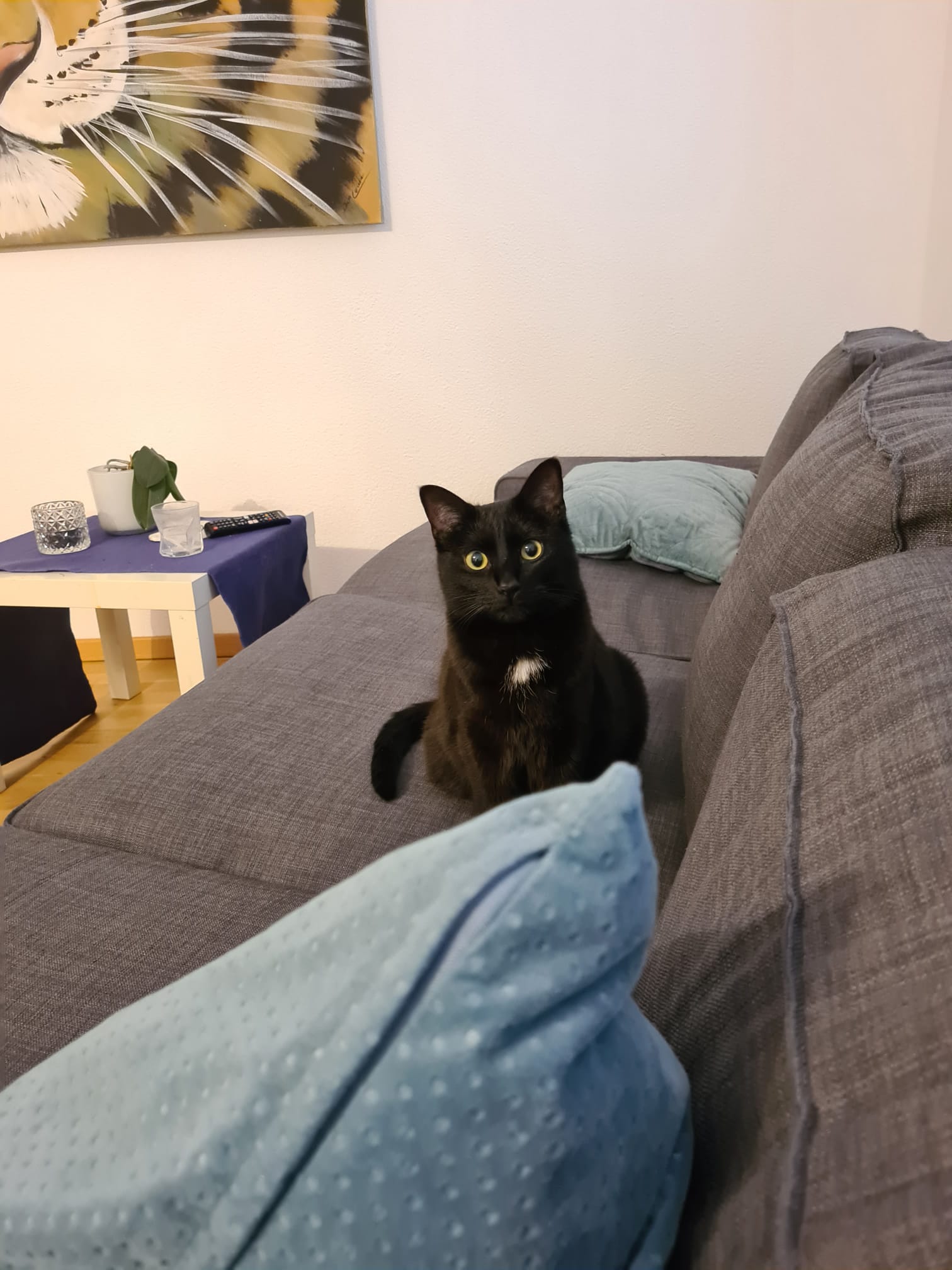 Kayıp Kedi — Milli (Kağıthane, İstanbul)