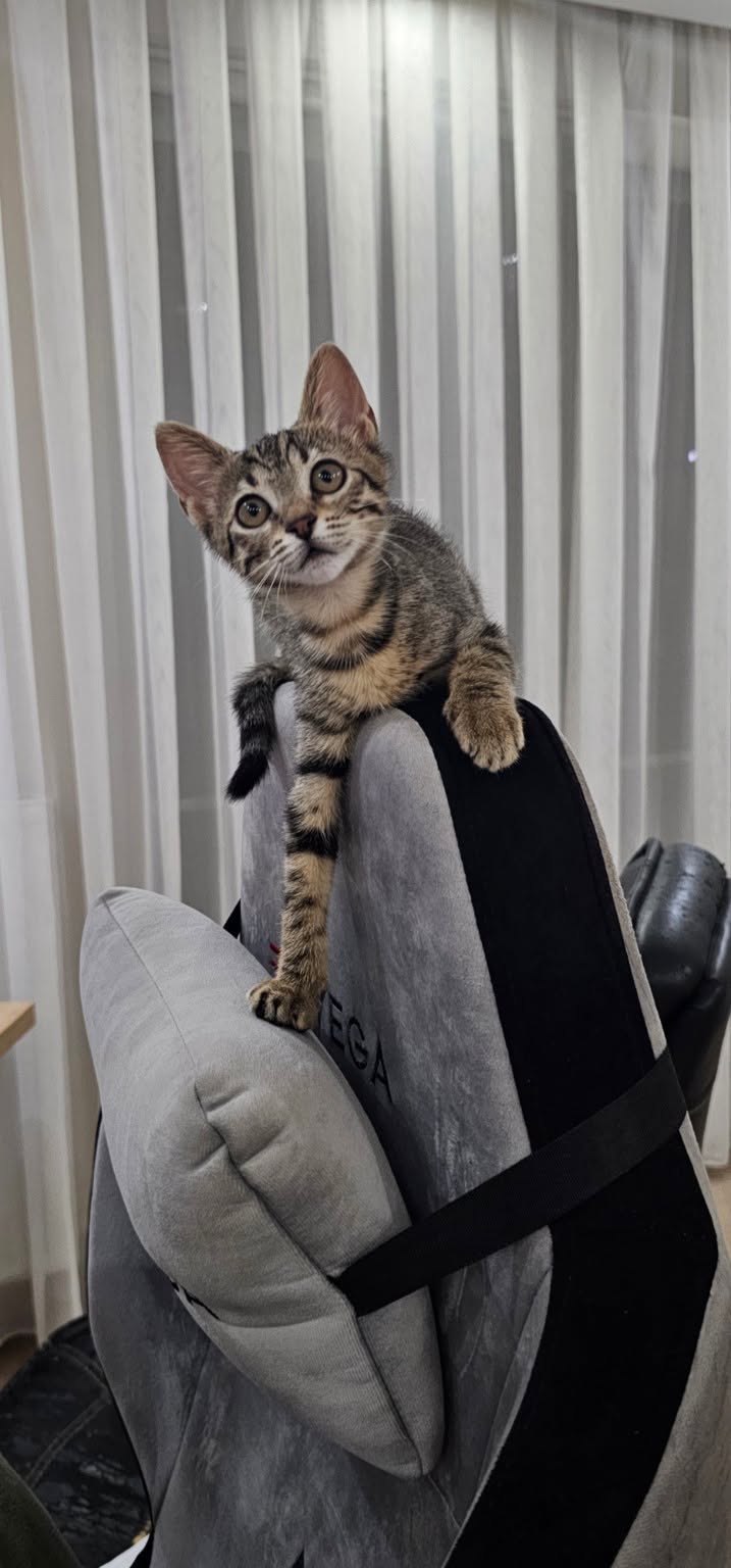 Kayıp Kedi — Lucy (Bayrampaşa, İstanbul) — 5. fotoğraf