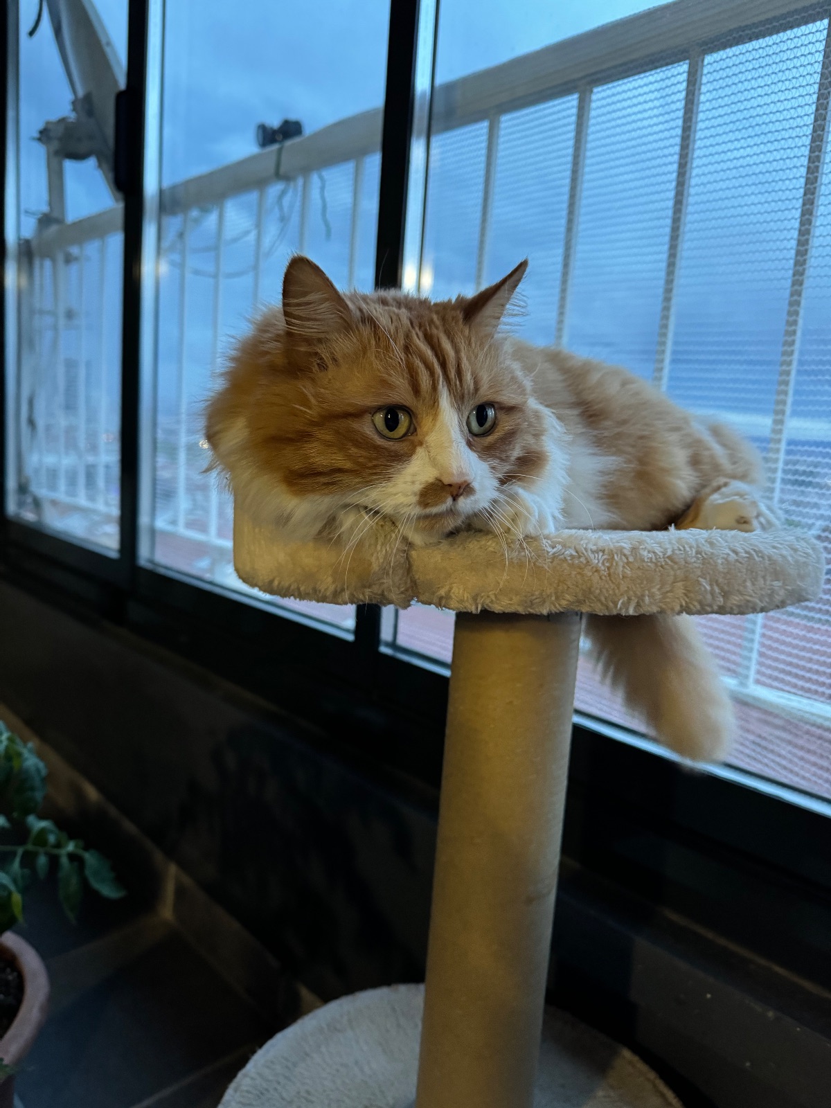 Kayıp Kedi — Tarçın (Gölbaşı, Ankara) — 2. fotoğraf