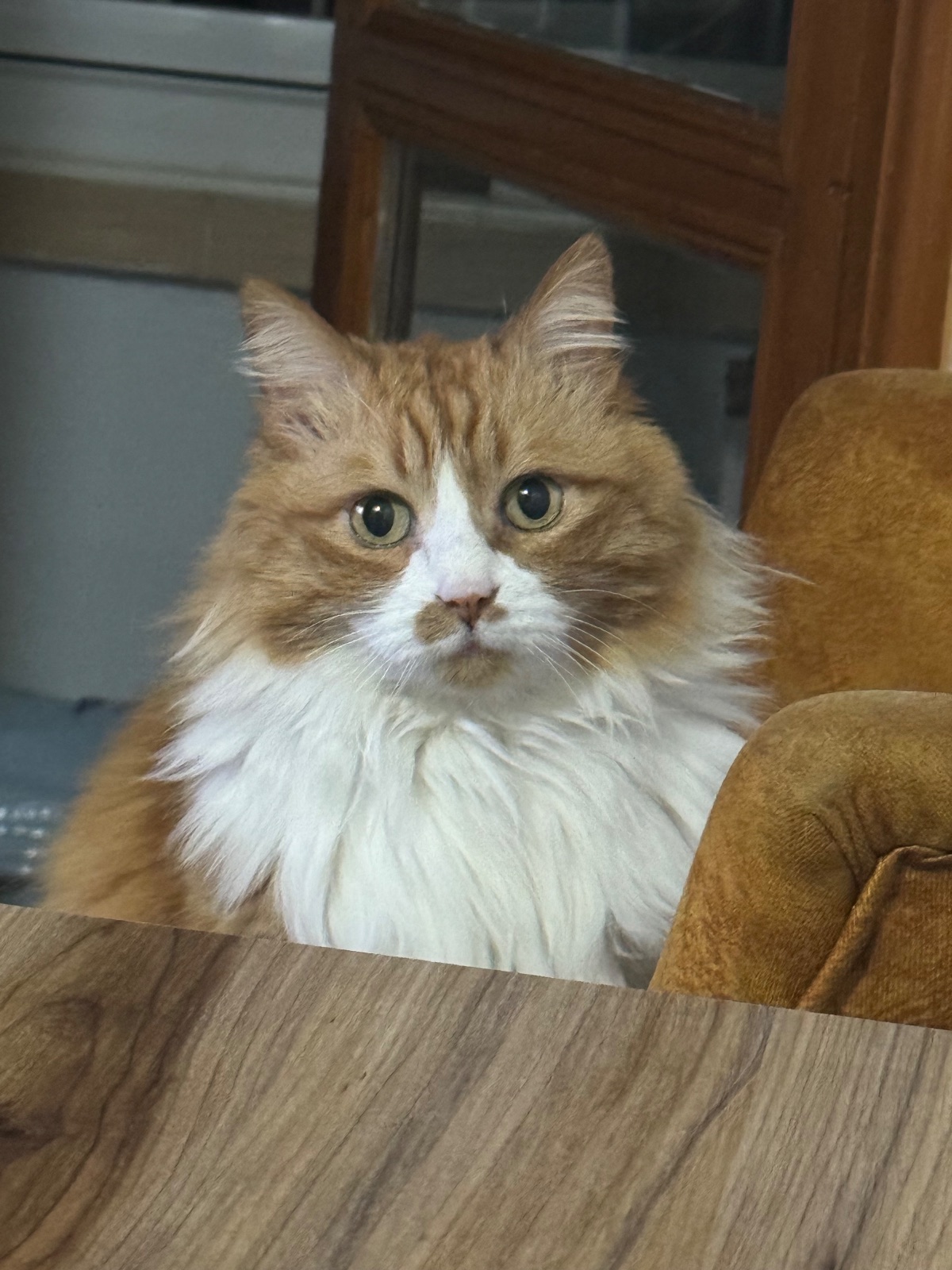 Kayıp Kedi — Tarçın (Gölbaşı, Ankara)