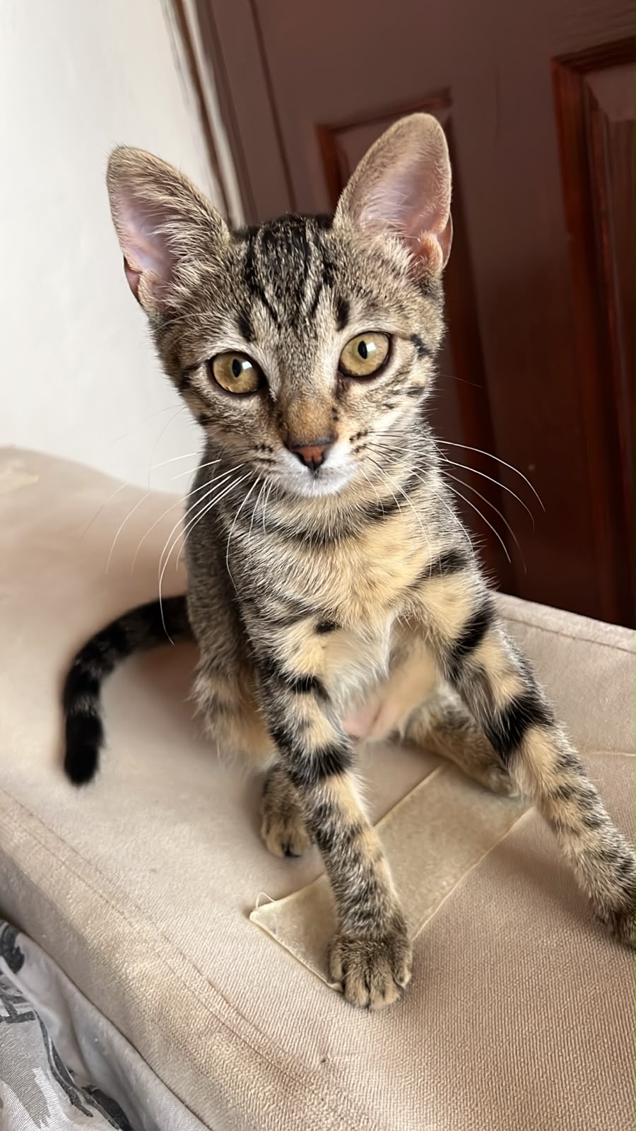 Kayıp Kedi — Lucy (Bayrampaşa, İstanbul)