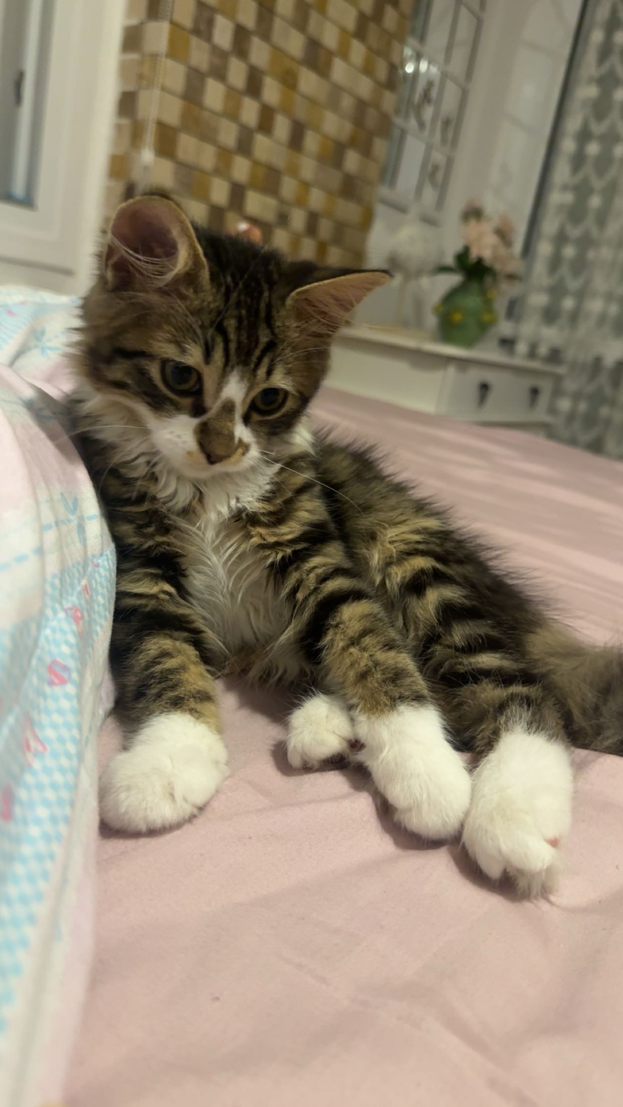 Kayıp Kedi — Kabarık (Kuşadası, Aydın)