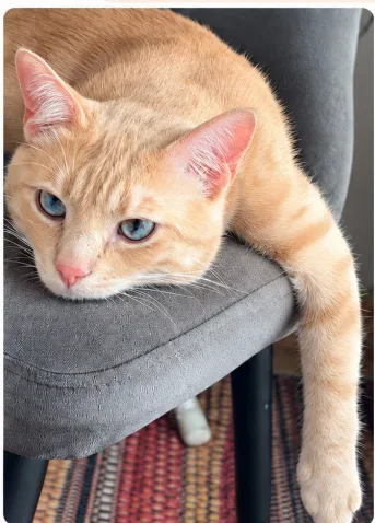 Kayıp Kedi — LATTE (Çankaya, Ankara) — 1. fotoğraf