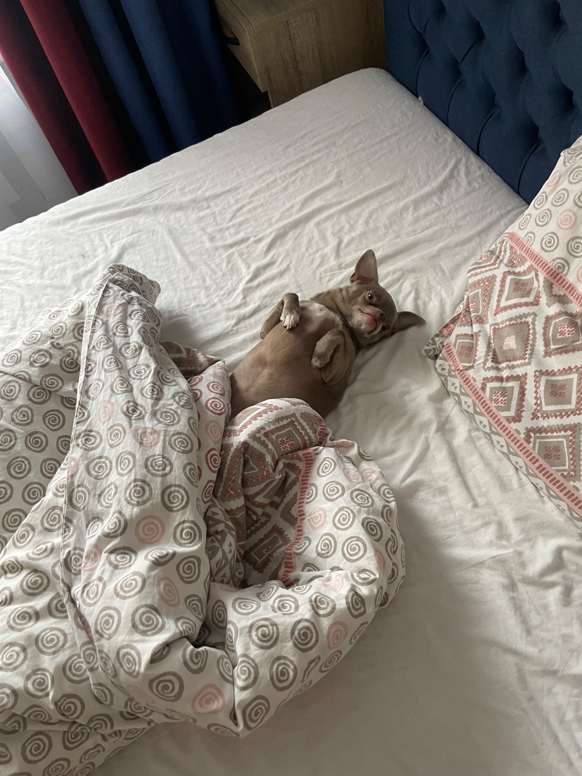 Kayıp Köpek — Pablo (Bayraklı, İzmir)
