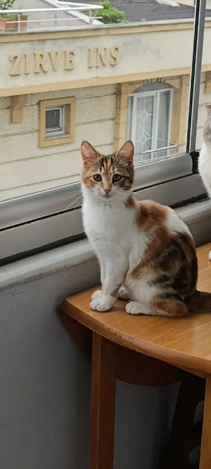 Kayıp Kedi — Miya (Küçükçekmece, İstanbul) — 4. fotoğraf