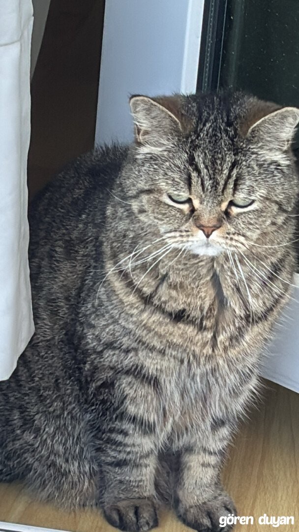 Kayıp Kedi — Şapşik (Büyükçekmece, İstanbul) — 3. fotoğraf