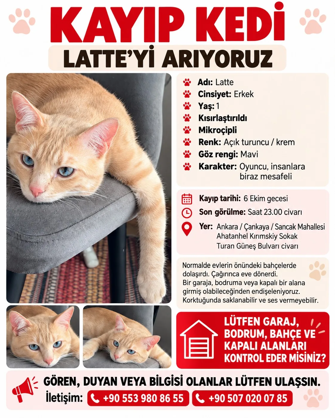 Kayıp Kedi — LATTE (Çankaya, Ankara) — 2. fotoğraf