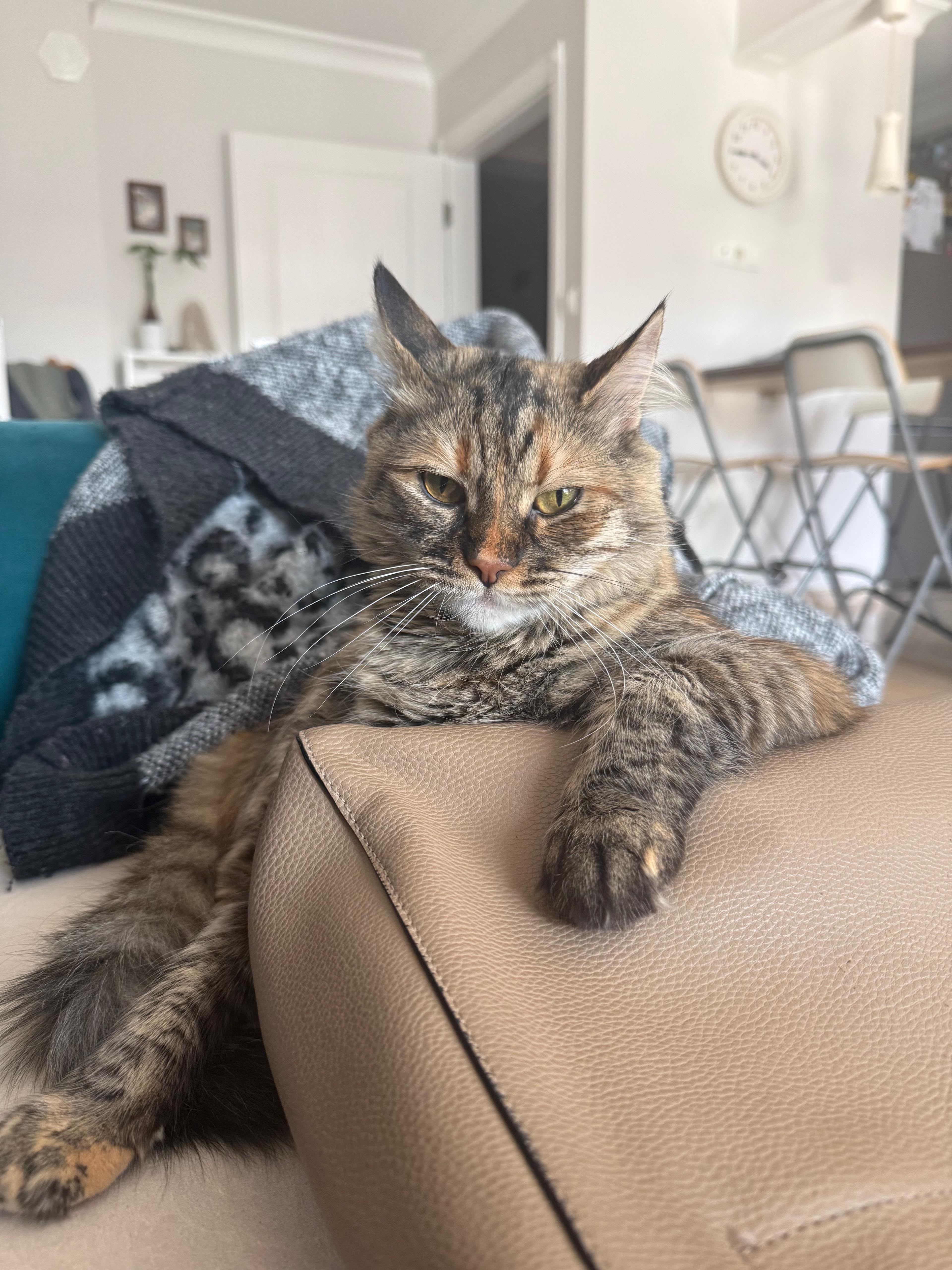 Kayıp Kedi — Lokum (Osmangazi, Bursa)