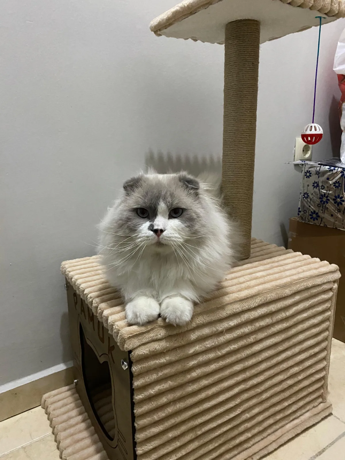 Kayıp Kedi — Pamuk (Nilüfer, Bursa) — 3. fotoğraf